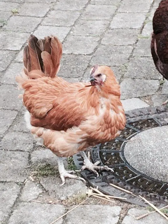 Freilaufendes Huhn